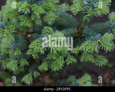 Eine abies lasiocarpa compacta. Schließen. Stockfoto