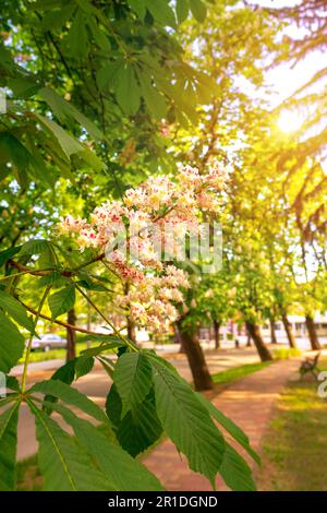 Wunderschöne blühende Kastanienbäume in einem Parknest zum Balaton Ungarn. Stockfoto
