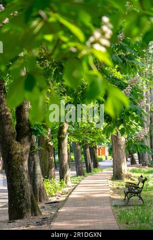 Wunderschöne blühende Kastanienbäume in einem Parknest zum Balaton Ungarn. Stockfoto