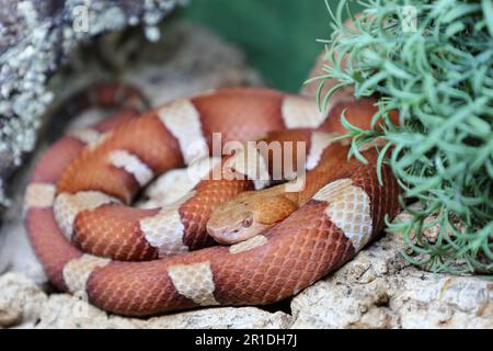 Trans-Pecos-Kupferkopf / breiter Kupferkopf / Agkistrodon contortrix pictigaster Stockfoto