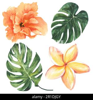 Aquarelldarstellung von Monsterabblättern und isoliert auf weißem Hintergrund. Zeichnung für das Design von Souvenirs, Postkarten, Postern und Einladungen. Stockfoto
