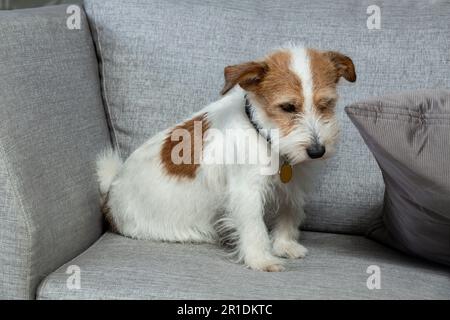 Niedliches Haustier Kromfohrlander Begleithund Mit Braunen Punkten Stockfoto