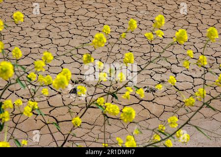 Nahaufnahme gelber Blüten mit isolierter verschwommener Dürre abstrakter Hintergrund der Natur mit gesprungenem Boden. Stockfoto