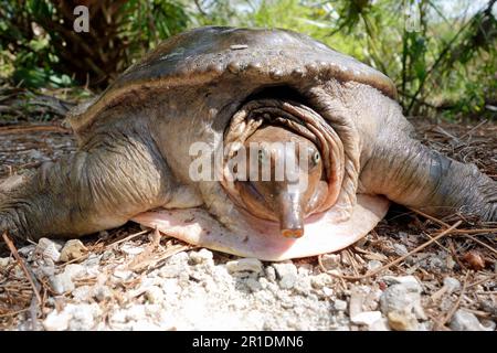 Die Softshellschildkröte ist vorne und liegt neben dem Pfad in florida Stockfoto