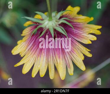 Feuerrad-Indianerdecke Stockfoto