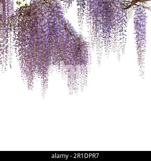 Wisteria blühender Ast isoliert auf weiß mit Clipping-Pfad, idealer Rahmen für Grafikdesigns und Grußkarten, Kopierbereich Stockfoto