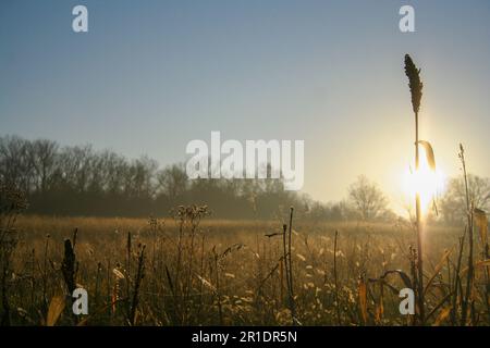 Herbst Sonnenaufgang hinter der Stalk of Sorghum im Missouri Conservation Area Field in Cross Timbers, Missouri. Stockfoto