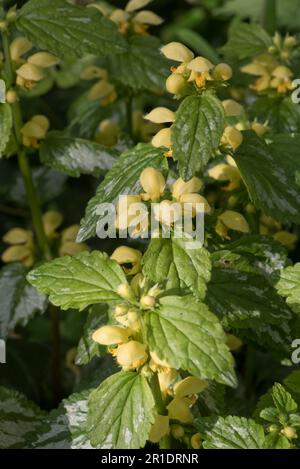 Variegated Yellow Archangel ( Lamium galeobdolon) in Blüte mit silbernen Blattflecken, eine invasive, eingeführte Pflanzenart, die in Gärten häufig vorkommt, Berksh Stockfoto