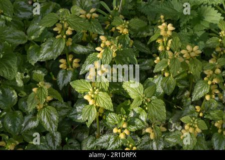 Variegated Yellow Archangel ( Lamium galeobdolon) in Blüte mit silbernen Blattflecken, eine invasive, eingeführte Pflanzenart, die in Gärten häufig vorkommt, Berksh Stockfoto