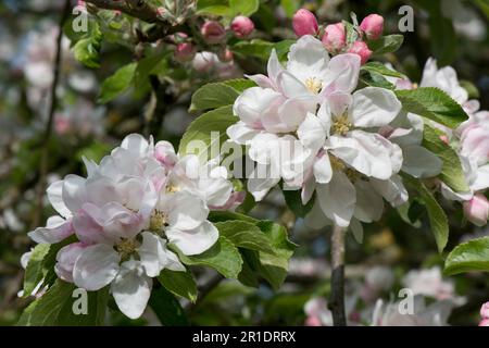 Blüten und rosa Knospen auf cox's orangefarbenem pippin, der Apfelbaum (Malus domestica) mit jungen Blättern im Frühling, Berkshire, Mai isst Stockfoto