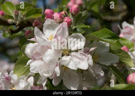 Blüten und rosa Knospen auf cox's orangefarbenem pippin, der Apfelbaum (Malus domestica) mit jungen Blättern im Frühling, Berkshire, Mai isst Stockfoto