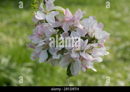 Weiße und rosafarbene Blüten auf einem Egremont Russet, der Apfelbaum (Malus domestica) mit jungen Blättern im Frühling, Berkshire, Mai isst Stockfoto