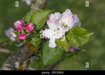 Weiße und rosa Blüten und rosa Knospen auf einem Egremont Russet, der Apfelbaum (Malus domestica) mit jungen Blättern im Frühling, Berkshire, Mai isst Stockfoto