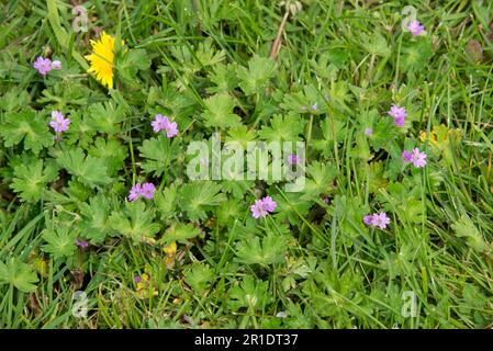 Taubenfuß-Kranich oder Taubenfuß-Geranium (Geranium molle) kleine rosa Blüten der kurzen krautigen Jahrespflanze, Berkshire, Mai Stockfoto