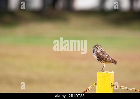 Alarmieren Sie Florida Burrowing Owl hoch oben auf einem gelben Zaunpfahl im Brian Piccolo Sports Park in Cooper City, Florida Stockfoto