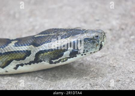 Dunkler Tigerpython / Burmesischer Python / Python molurus bivittatus Stockfoto