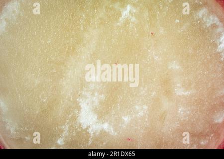 Frischer roter Rettich, aufgeschnitten. Stockfoto