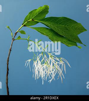 Nahaufnahme der Blumen des amerikanischen Fransenbaums (Chionanthus virginicus). Stockfoto