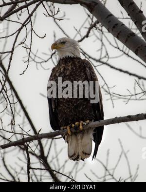 Amerikanischer Weißkopfadler, hoch oben in einem Baum Stockfoto