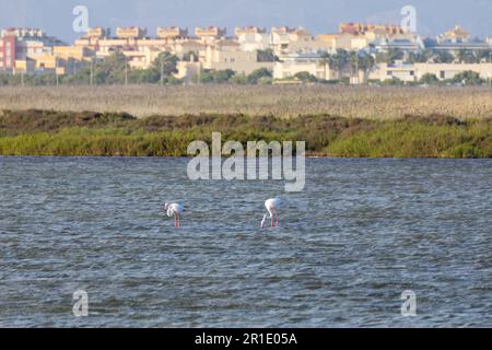 Naturschutzgebiet Punta entina sabinar, Flamingos auf Salzebenen, roquetas de mar, almeria, spanien Stockfoto