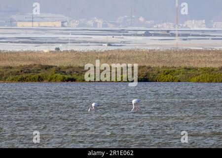 Naturschutzgebiet Punta entina sabinar, Flamingos auf Salzebenen, roquetas de mar, almeria, spanien Stockfoto