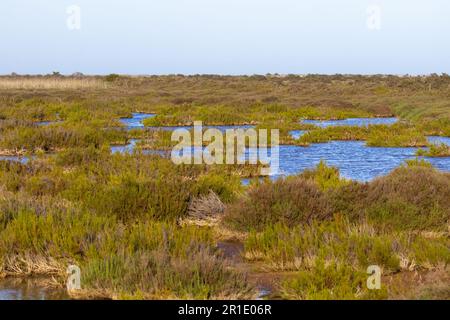 Naturschutzgebiet Punta entina sabinar, roquetas de mar, almeria, spanien Stockfoto