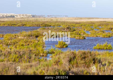 Naturschutzgebiet Punta entina sabinar, roquetas de mar, almeria, spanien Stockfoto