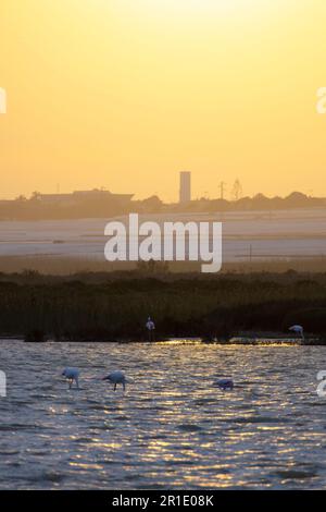 Naturschutzgebiet Punta entina sabinar bei Sonnenuntergang, roquetas de mar, almeria, spanien Stockfoto