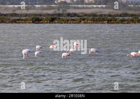 Naturschutzgebiet Punta entina sabinar, Flamingos auf Salzebenen, roquetas de mar, almeria, spanien Stockfoto