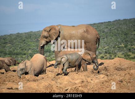 Nahaufnahme von vier jungen wilden afrikanischen Elefanten aller Größen, die Spaß in einem Schlammbad haben, während der Herdenmatriarch darüber steht und sie beschützt. Stockfoto