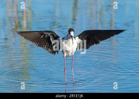 Schwarzflügelpfahl, Himantopus himantopus, alleinstehender Erwachsener, der bei der Landung im flachen Wasser anruft, Albufera, Mallorca, Balearen, Spanien Stockfoto