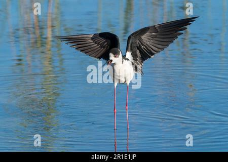 Schwarzflügelpfahl, Himantopus himantopus, alleinstehender Erwachsener, der bei der Landung im flachen Wasser anruft, Albufera, Mallorca, Balearen, Spanien Stockfoto