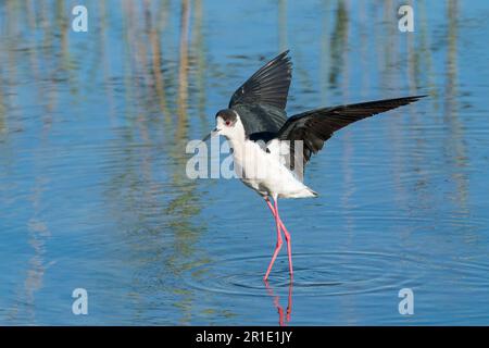 Schwarzflügelpfahl, Himantopus himantopus, alleinstehender Erwachsener, der bei der Landung im flachen Wasser anruft, Albufera, Mallorca, Balearen, Spanien Stockfoto