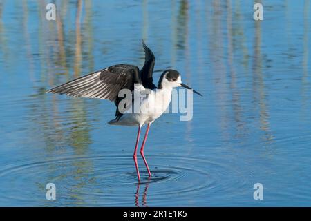 Schwarzflügelpfahl, Himantopus himantopus, alleinstehender Erwachsener, der bei der Landung im flachen Wasser anruft, Albufera, Mallorca, Balearen, Spanien Stockfoto