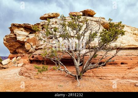 Verwitterter alter Pinon Pine Tree; Canyonlands-Nationalpark; Utah; USA Stockfoto