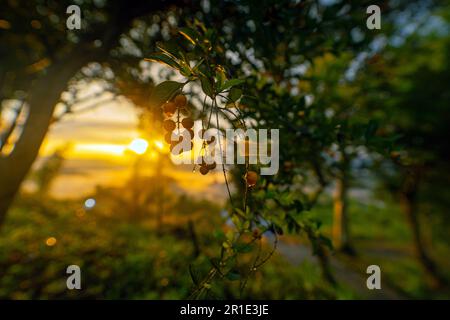 Kaffeebaum Sunshine 001 Stockfoto