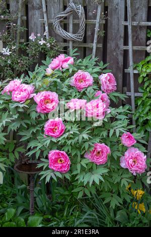 Pfingstrosen (Paeonia suffruticosa) im Frühlingsgarten Stockfoto