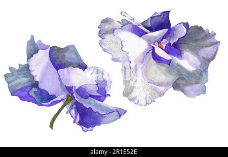 Set mit violetten Blumen. Eine sanfte violette Farbe mit verschiedenen Schattierungen. Von Hand gezeichnet mit Markern. Isoliert auf weißem Hintergrund. Gestaltung von Postkarten usw. Stockfoto