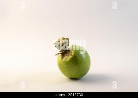 Fauler grüner Apfel auf weißem Hintergrund Nahaufnahme Stockfoto