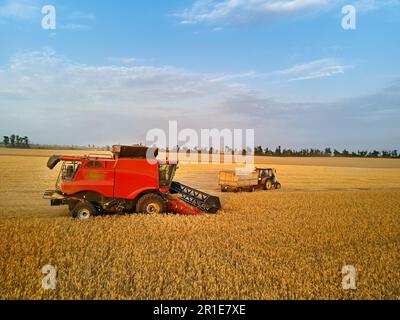 Antenne des überladenen Korns vom Mähdrescher zum Kornkastenanhänger auf dem Feld des Traktors. Erntemaschinenlautsprecher, der geernteten Weizen in einen Kastenaufbau gießt Stockfoto