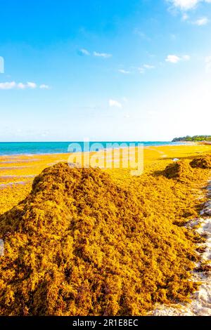 Der wunderschöne Karibikstrand war total dreckig und dreckig, das scheußliche Seetang-Sargazo-Problem in Playa del Carmen Quintana Roo Mexiko. Stockfoto