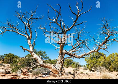 Antiker Juniper Tree; ShaferCanyon Overlook; Canyonlands National Park; Utah; USA Stockfoto