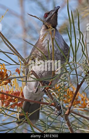 Lauter Friarbird (Philemon corniculatus monachus), Erwachsener hoch oben in einer Blumenbürste North Stradbroke Island, Queensland, Australien. Stockfoto