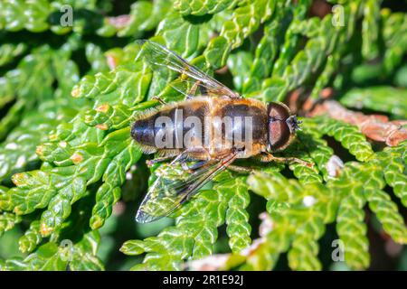 Detailliertes Bild einer Honigbiene, die auf den schuppigen grünen Nadeln eines Thuja (Weiße Zeder) sitzt Stockfoto