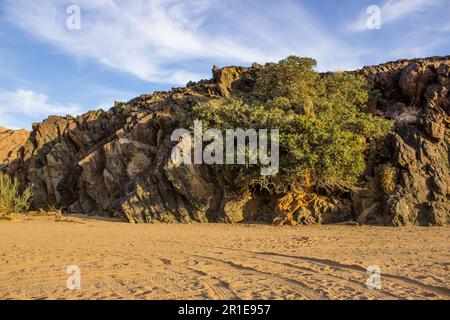 Ein Baum, der an einer Klippe im Richtersveld-Nationalpark in Südafrika aufwächst. Stockfoto