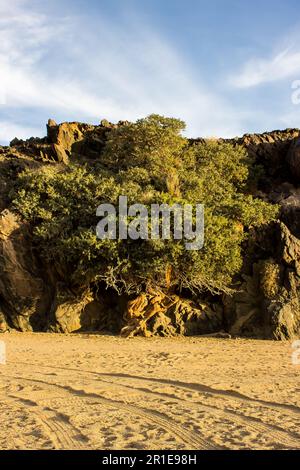 Ein Baum, der an einer Klippe im Richtersveld-Nationalpark in Südafrika aufwächst Stockfoto