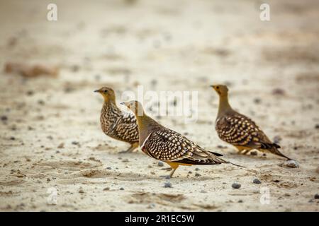 Männliche Namaqua-Sandhühner treffen im Kgalagadi-Grenzpark, Südafrika, weiblich; Specie Pterocles namaqua-Familie von Pteroclidae Stockfoto