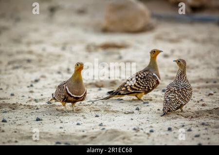 Männliche Namaqua-Sandhühner treffen im Kgalagadi-Grenzpark, Südafrika, weiblich; Specie Pterocles namaqua-Familie von Pteroclidae Stockfoto