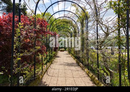 Der Trellis Walk mit mehreren Arten von Glyzinien, die in den historischen Gärten des Trentham Estate, Stoke-on-Trent, Staffordshire, Großbritannien, wachsen. Stockfoto