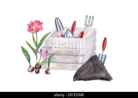 Aquarelle Darstellung von Gartenwerkzeugen in Holzkiste, Handkelle im Boden, Tulpen und Krokus, die zum Anpflanzen bereit sind, isoliert auf weißem Hintergrund. Stockfoto